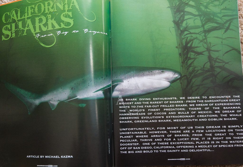 Full spread image of a sevengill shark in the Pt Loma kelp forests in Shark Diver Magazine.