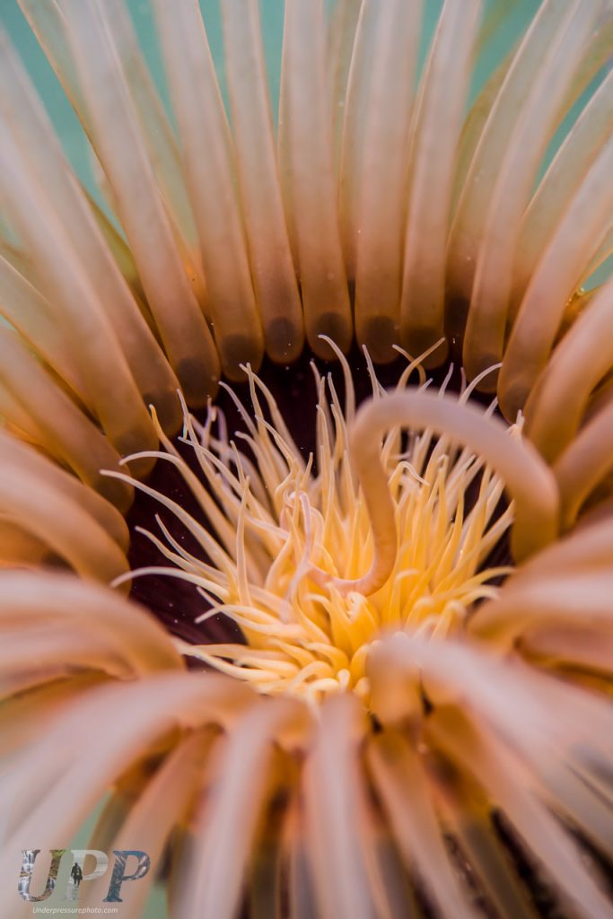 Tube dwelling anemone, Mission Bay, San Diego CA