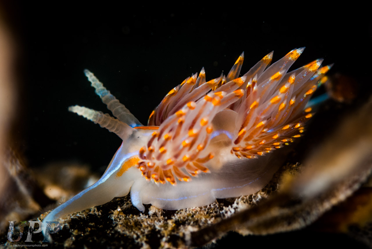 This is one of my favorite nudibranchs seen off the coast of California. The color of their vibrant cerata depends on the food they eat. Nudibranchs can preserve the nematocysts (stinging cells) of their food in their cerata, providing a defense against predators.