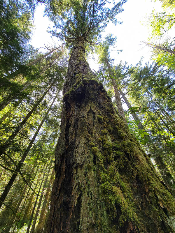 Old growth trees in Salt and Pepper