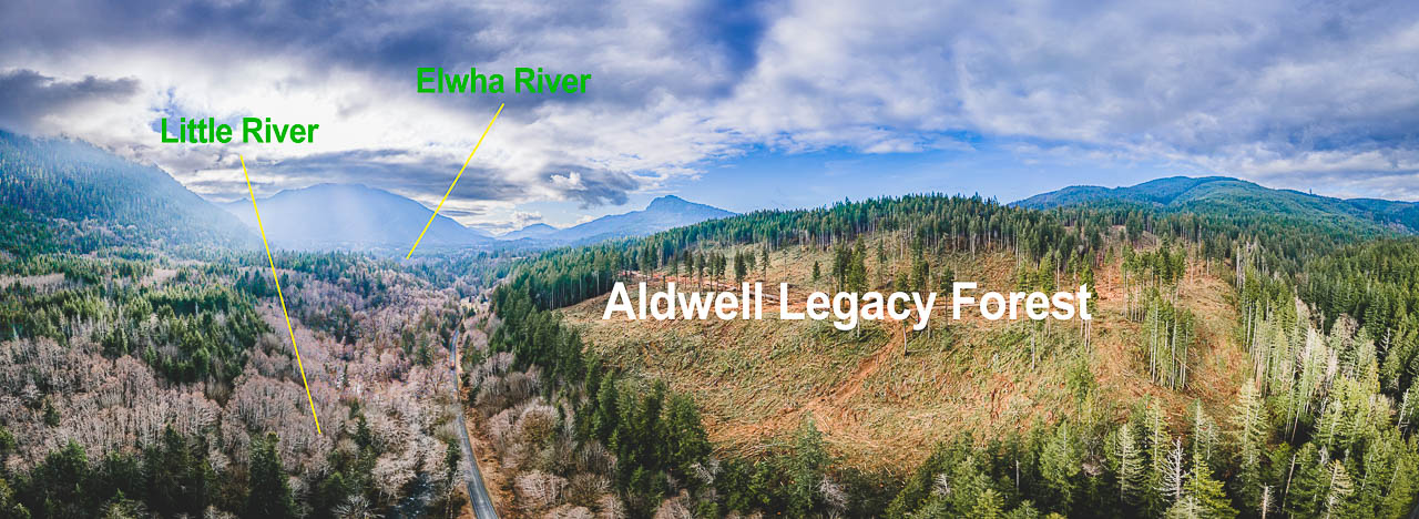 Logging is ongoing in the Aldwell legacy forest (image taken on 3/21/23)