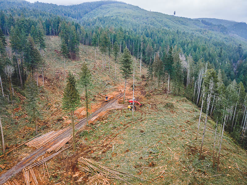 Logging has started in the Aldwell legacy forest!