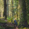 Beautiful forest with a woman standing next to an old growth tree and sunbeams.