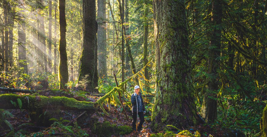 Beautiful forest with a woman standing next to an old growth tree and sunbeams.