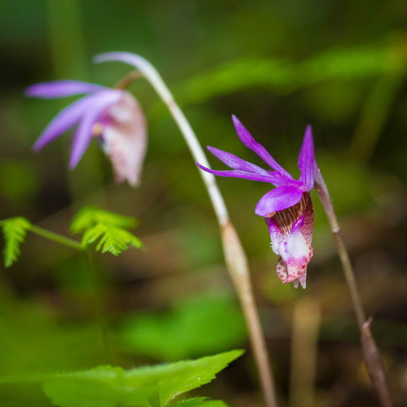 Western Fairy Slipper orchid