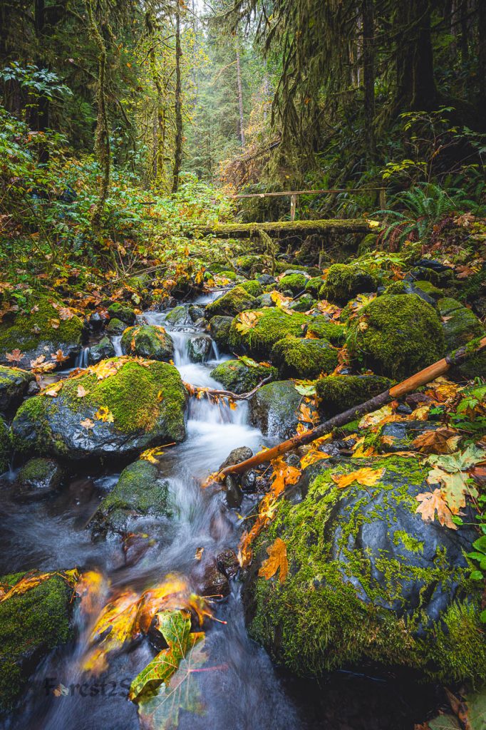 A moss covered bridge in a temperate rainforest crosses a creek, with moss covered rocks and fall leaves
