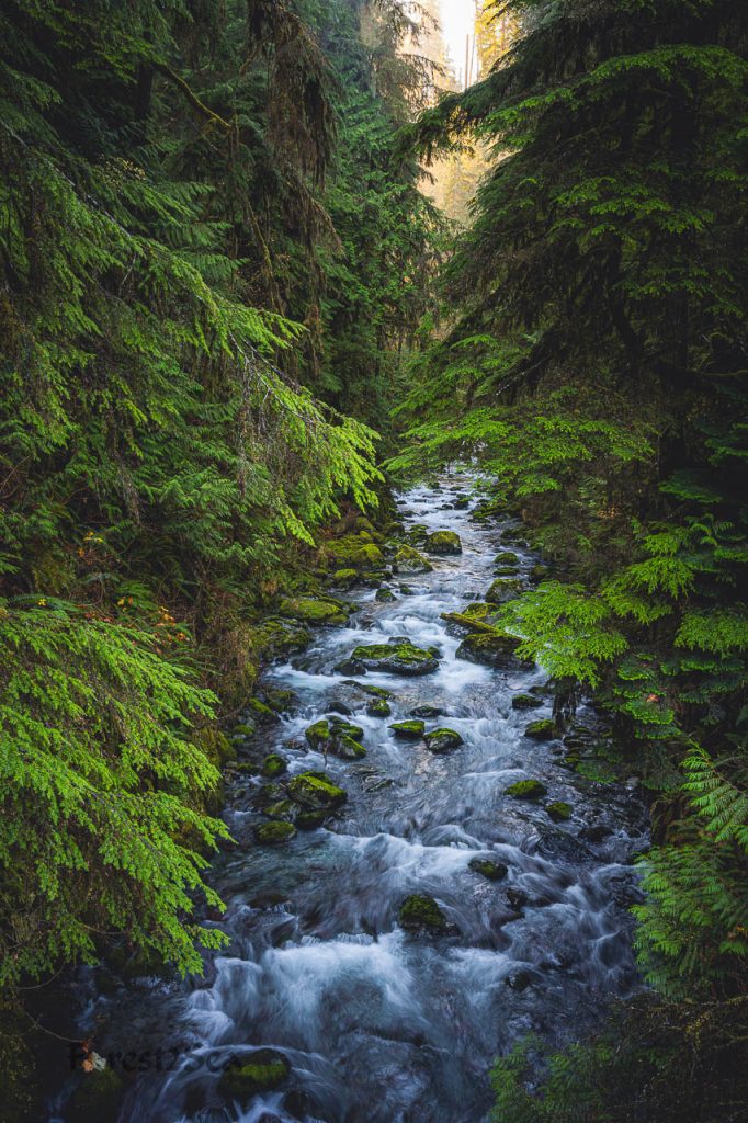 A dense, tree lined creek in a temperate rainforest, with a foggy sunrise in the background