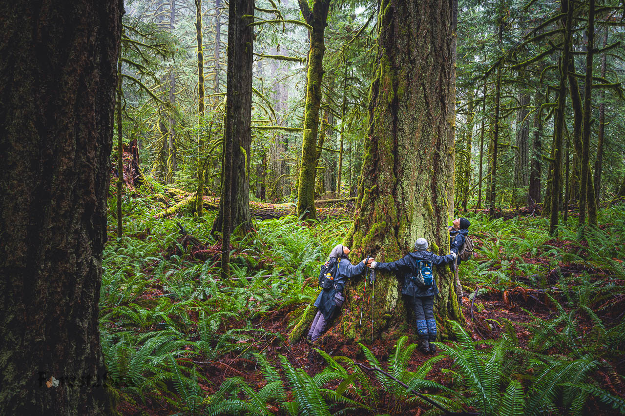 Activists hug a large douglas fir tree in WA DNR's Shore Thing timber sale