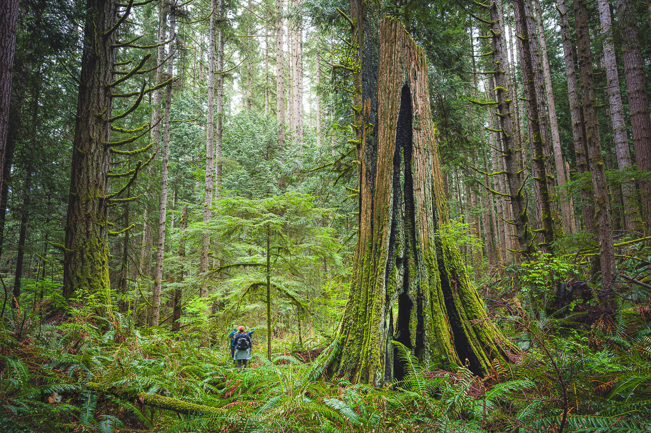 Hikers walk through a mature temperate rainforest with hulking giant stumps from 100 years ago.