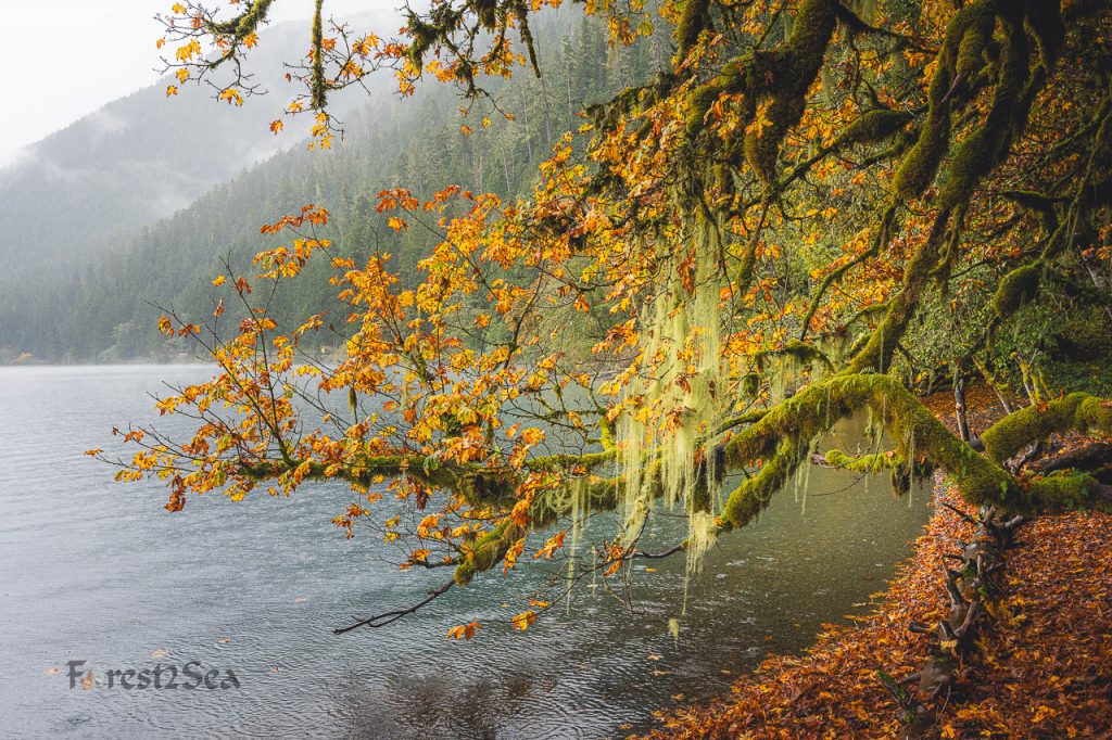 A large big leaf maple branch with golden, fall colored leaves and hanging moss stretches out over Lake Crescent, while raindrops disturb the surface of the lake and forested hillsides surround it.