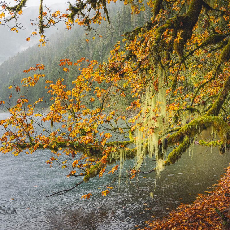 A large big leaf maple branch with golden, fall colored leaves and hanging moss stretches out over Lake Crescent, while raindrops disturb the surface of the lake and forested hillsides surround it.