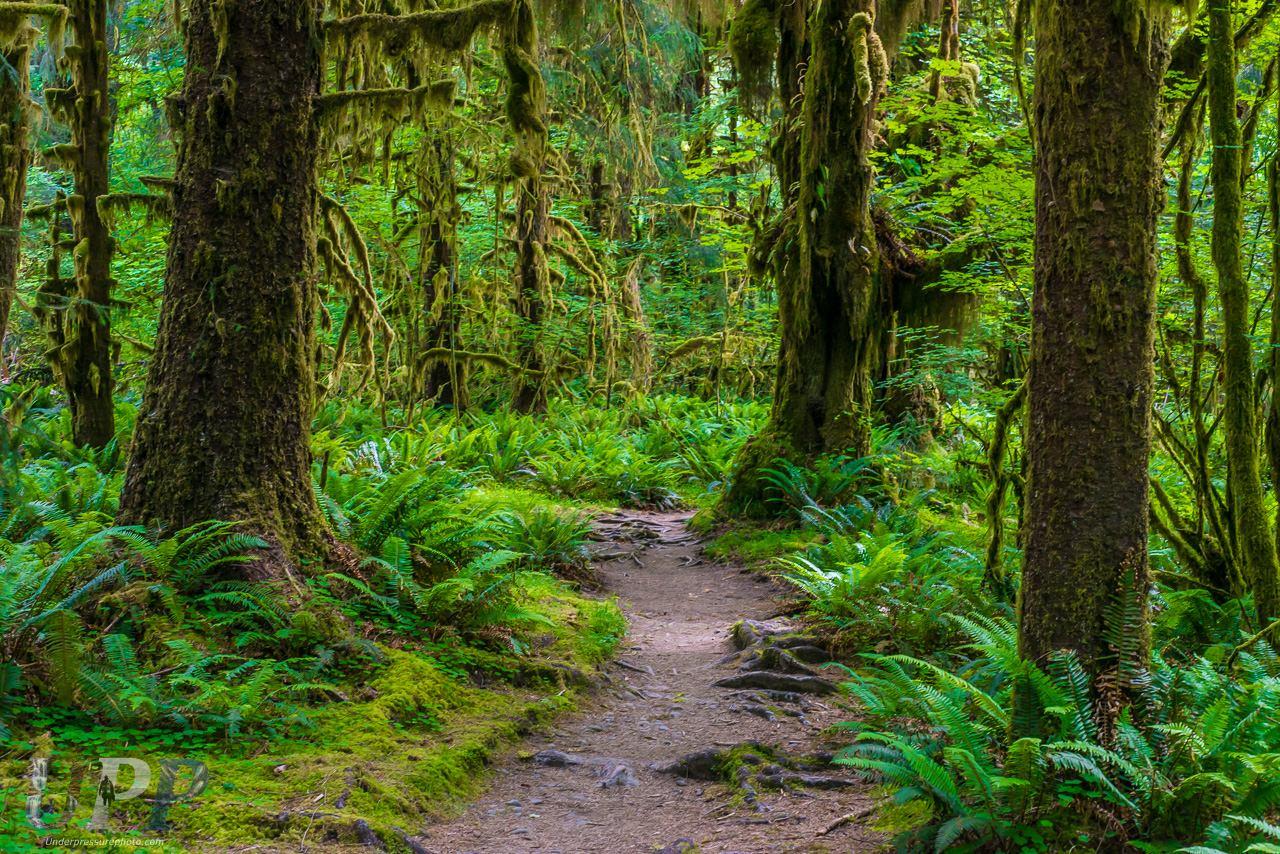 The Hoh River Trail