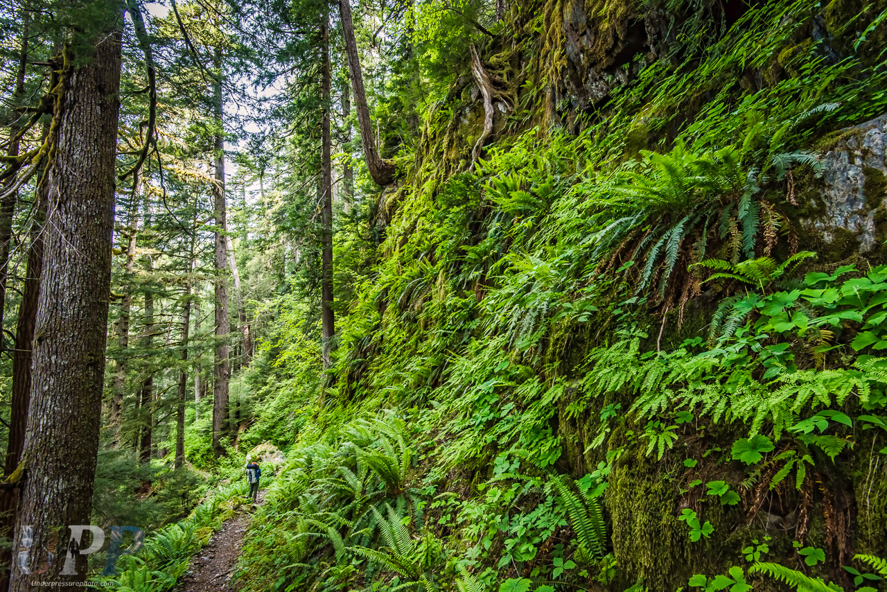 Wall of Green