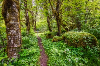 Forest Trail