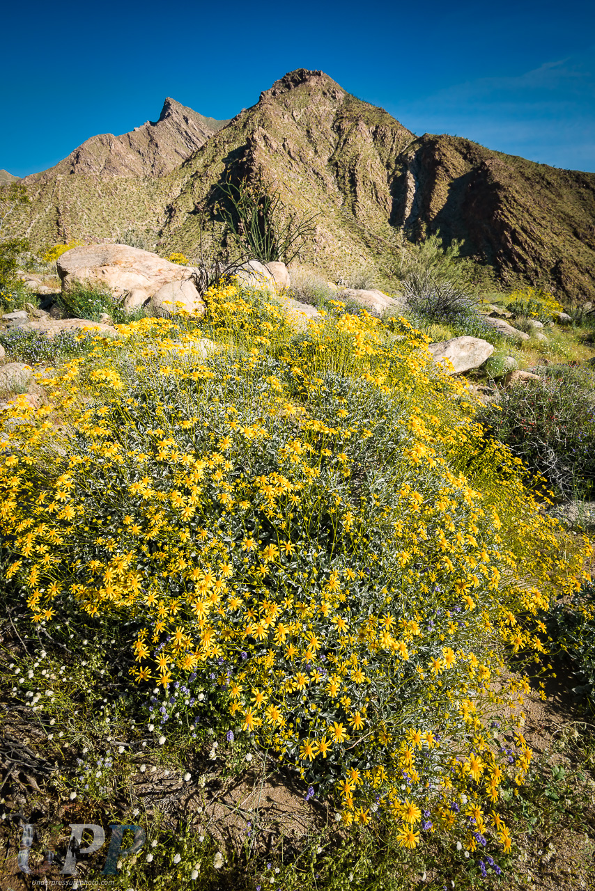 Desert in Bloom