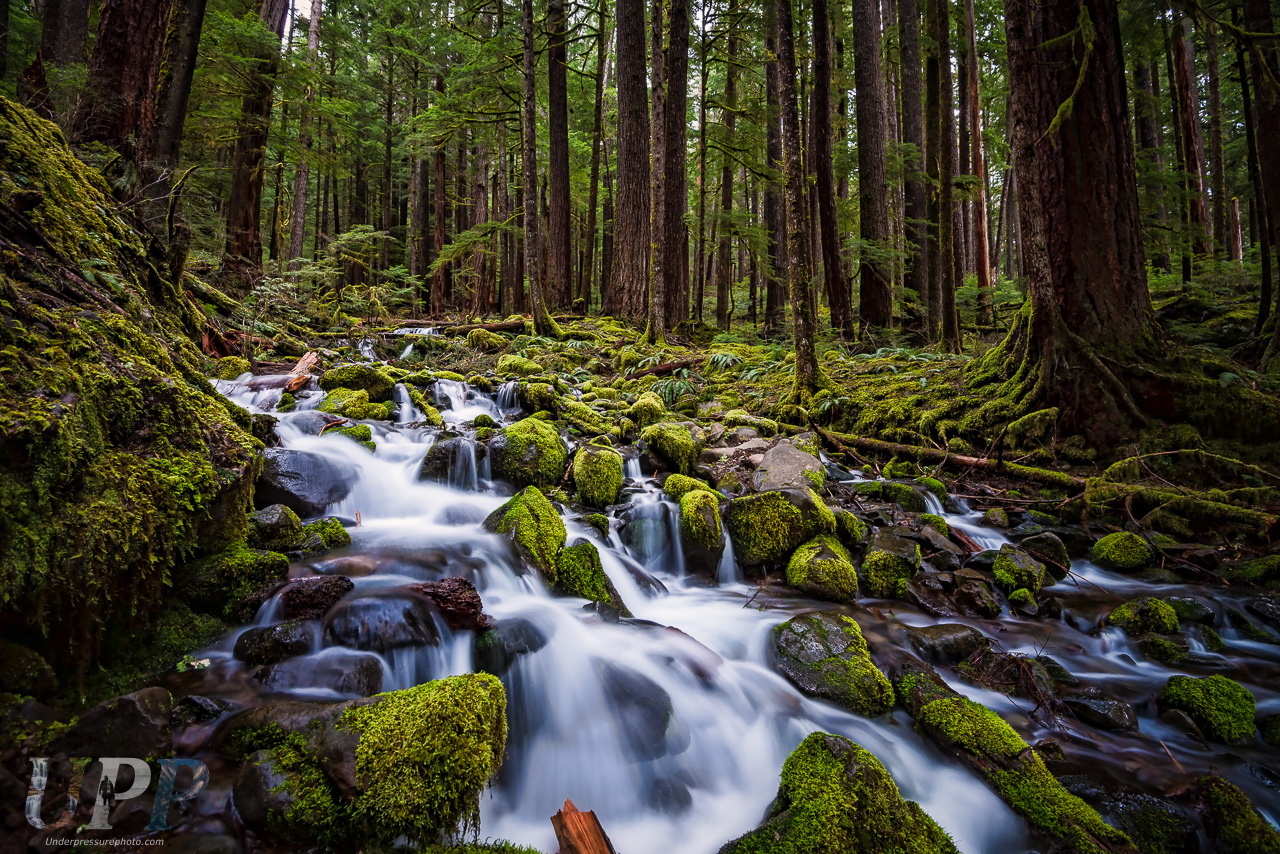 Cascade in the Wilderness