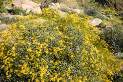 Desert in Bloom
