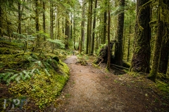 Lush Forest
