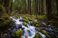 Cascade in the Wilderness