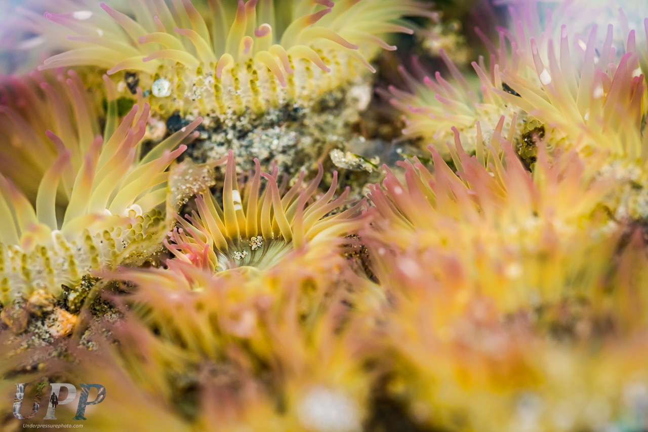 Anemones in tidepools at Fort Worden State Park, WA