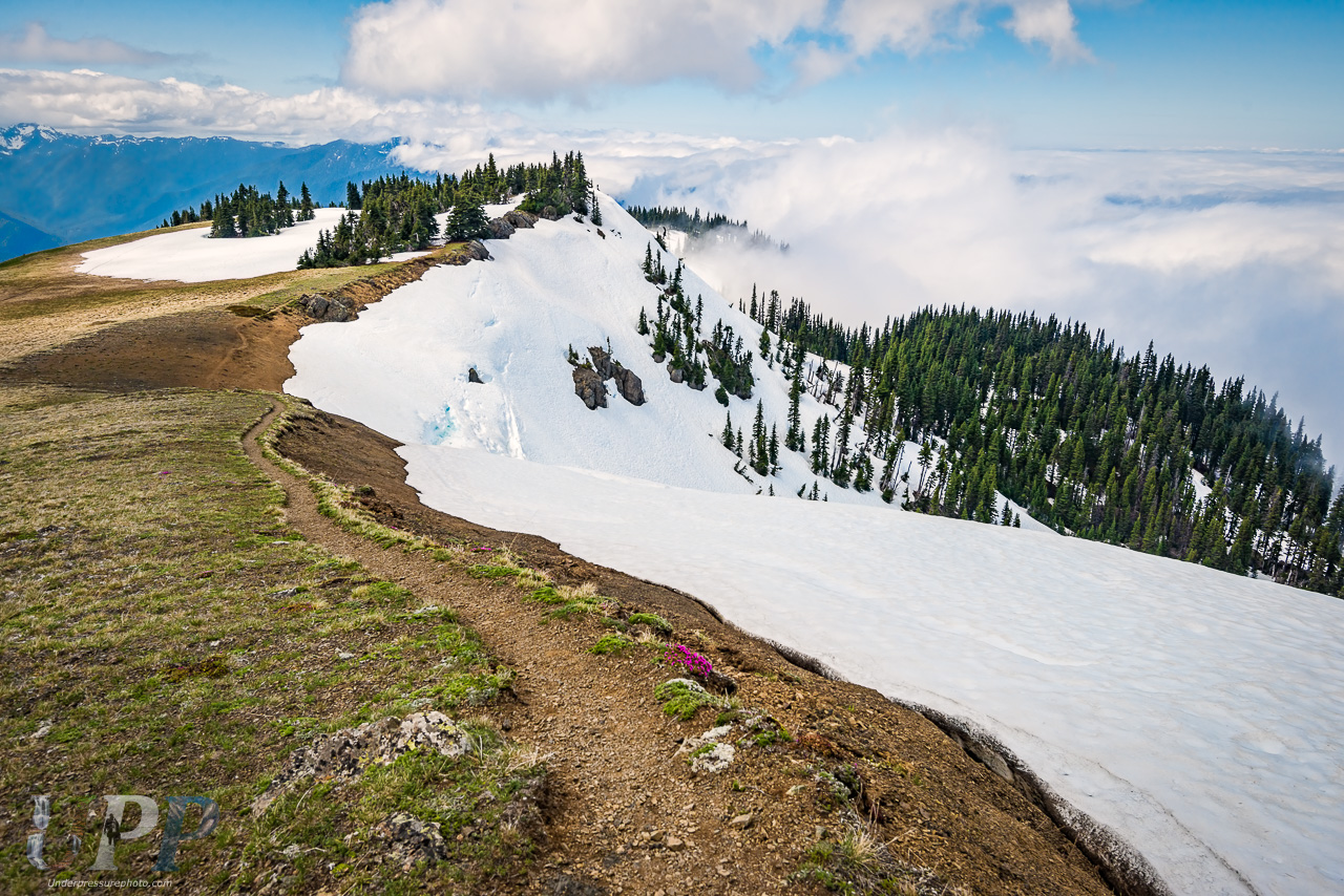 Hurricane Hill, Olympic National Park, WA