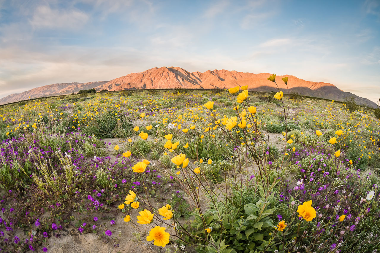 Borrego Super Bloom