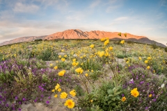 Borrego Super Bloom
