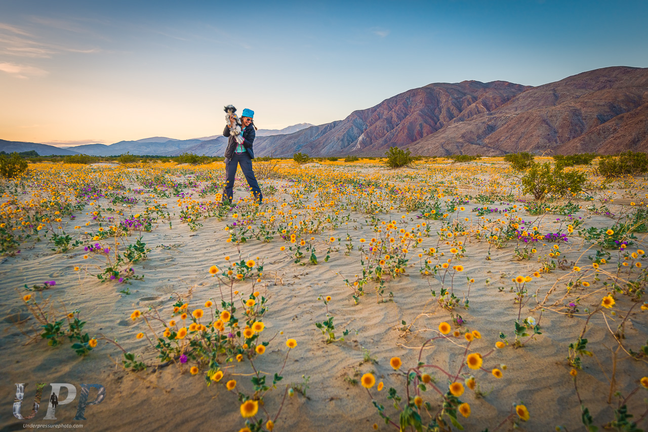 Desert Boogy In The Blooms