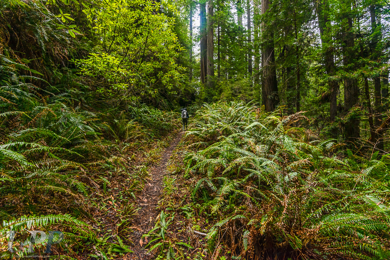 Fern Covered Path