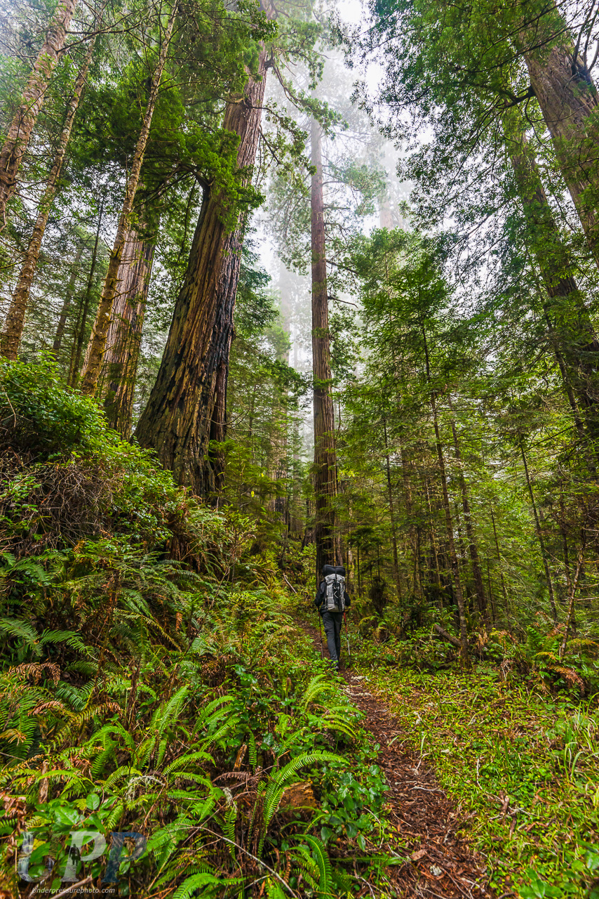 Hiking Among Giants