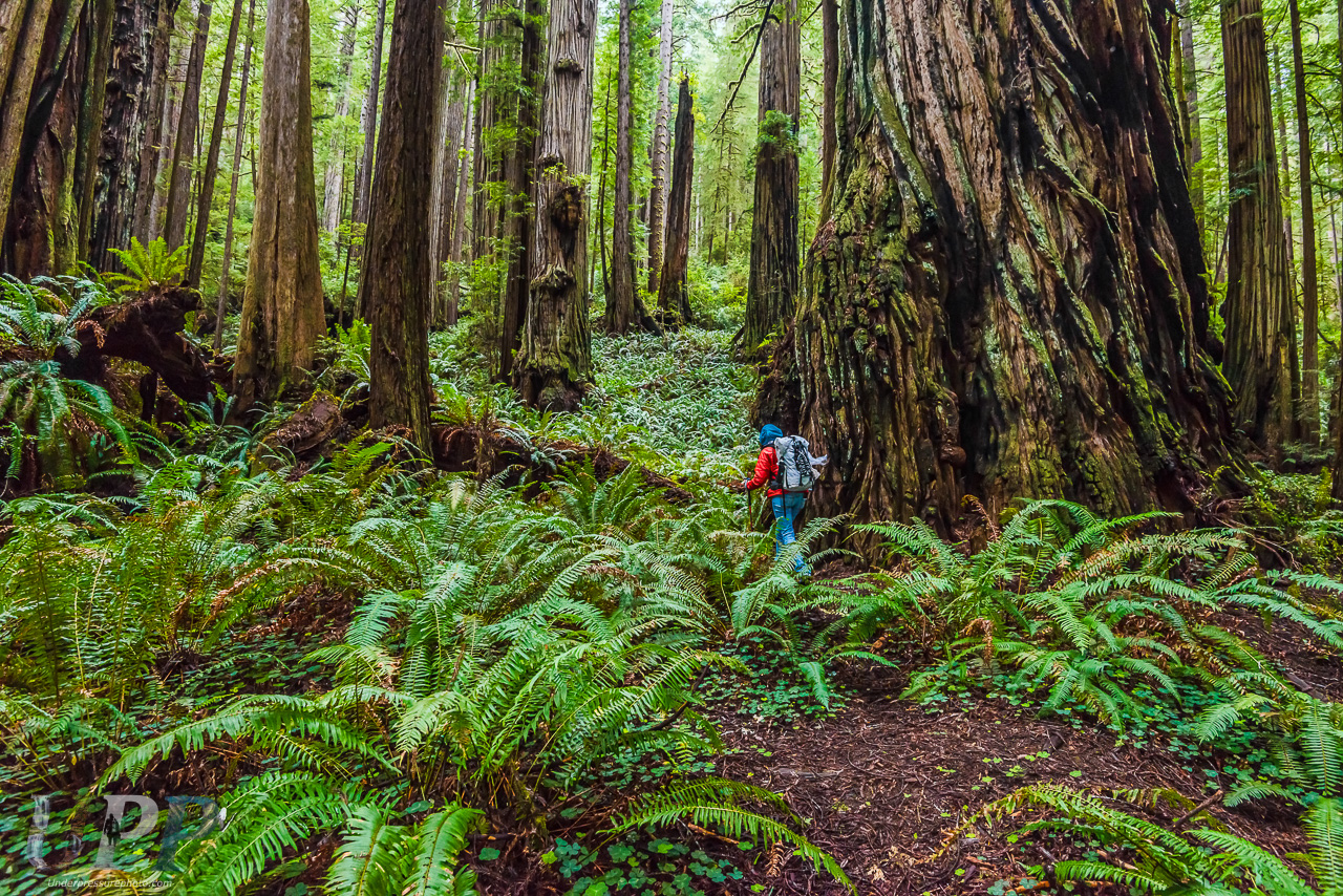 Exploring the Giants