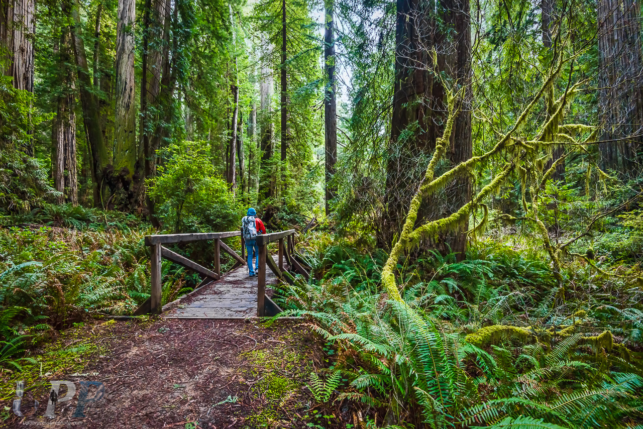 Bridge Across Brown Creek