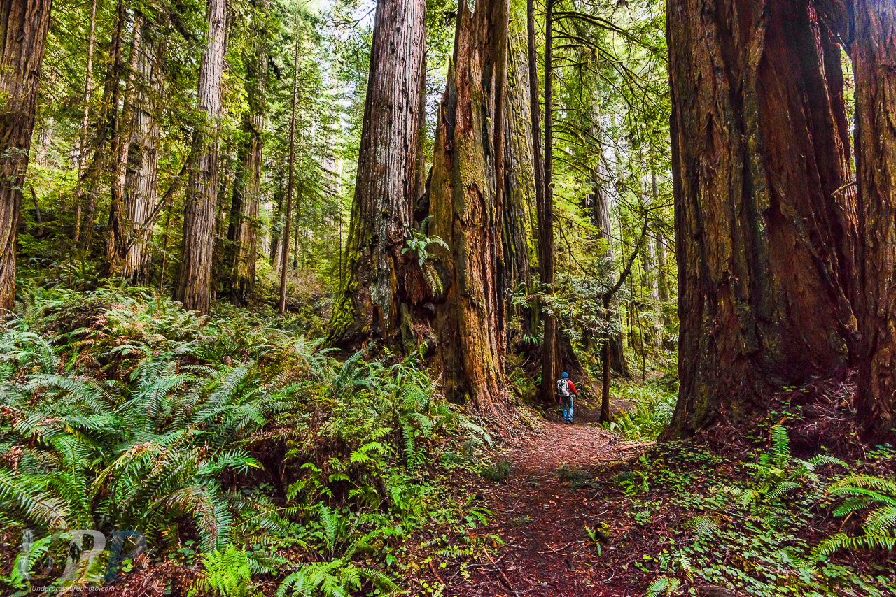 Dwarfed by Giants