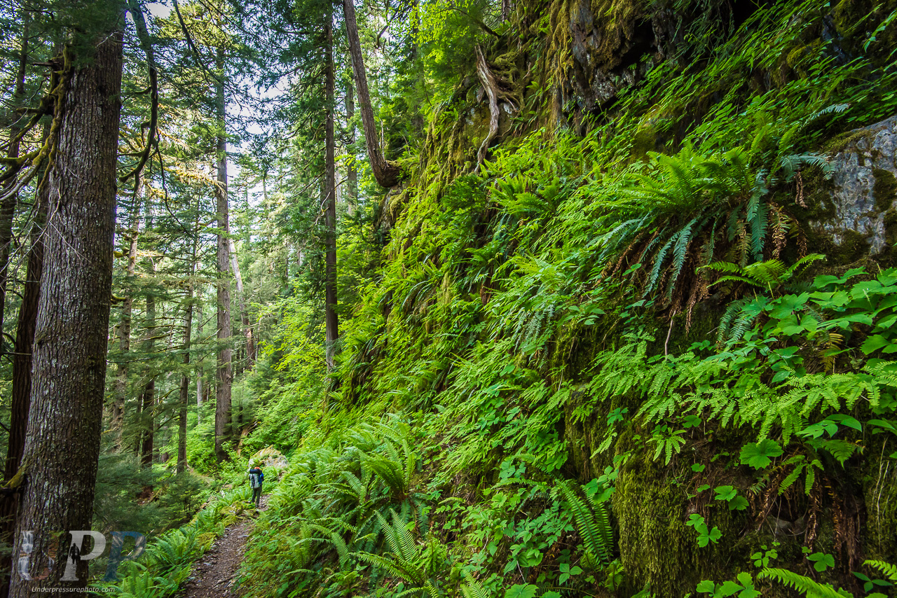 Wall of Green