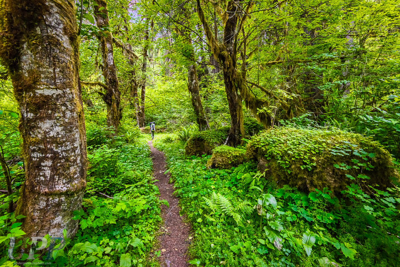 Forest Trail