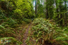 Fern Covered Path