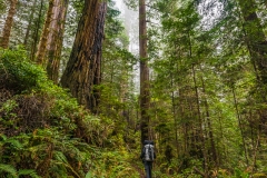 Hiking Among Giants