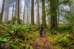 Awe Amongst the Redwoods