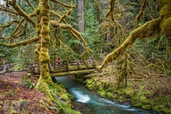 Magical Glade