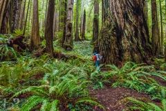 Exploring the Giants