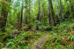 Follow the Path