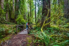 Bridge Across Brown Creek