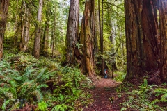 Dwarfed by Giants