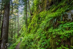 Wall of Green