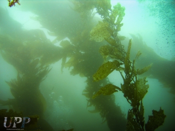 My First Kelp Forest