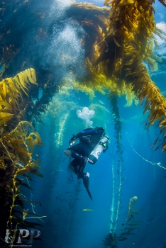Surrounded by Kelp