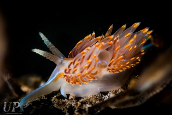 Hermissenda Opalescens on Kelp