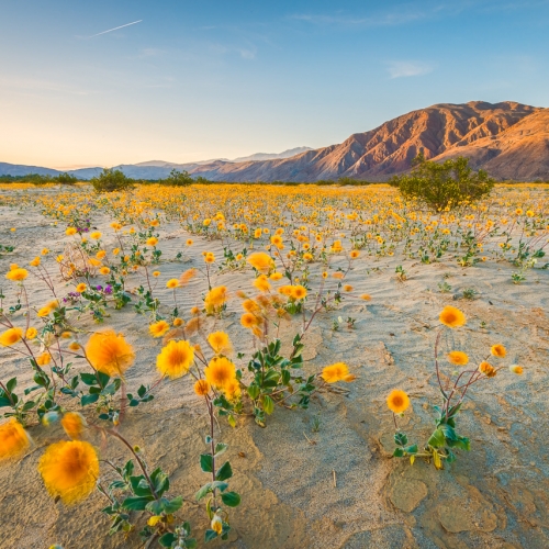 Fields of Spring Desert Sunflowers Fields of Spring Desert Sunflowers
