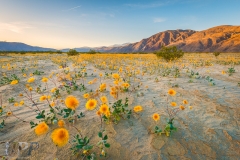 Fields of Spring Desert Sunflowers