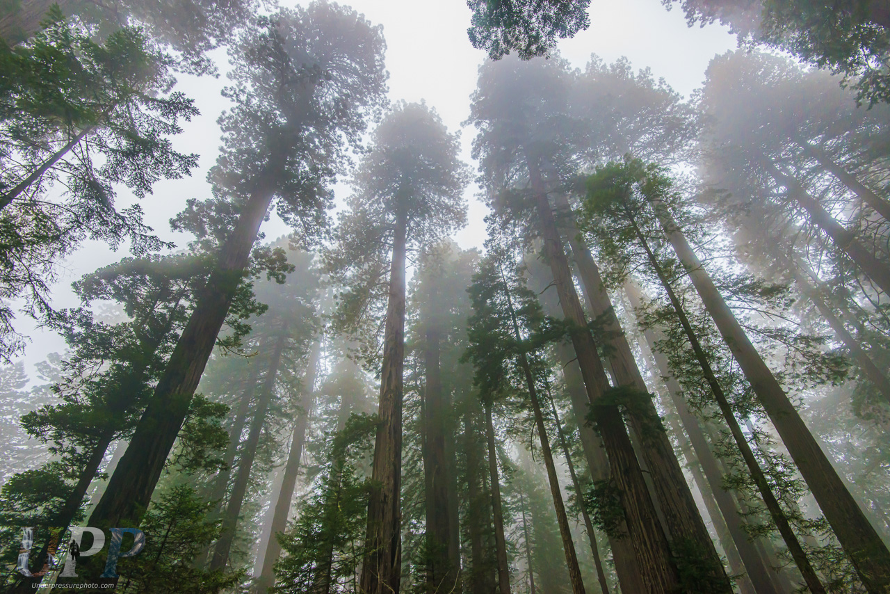 Ancient Giants in the Mist